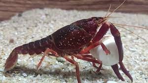 maroon crayfish